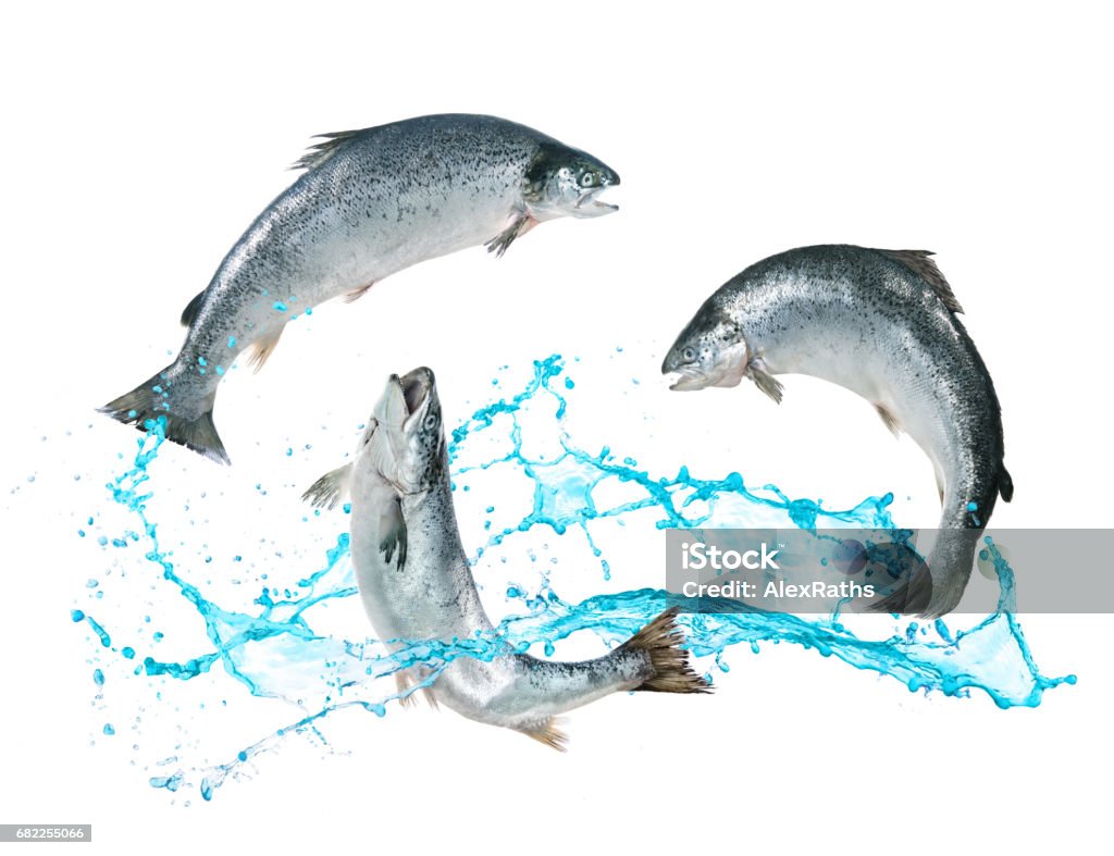 Salmão Peixe pulando fora da água - Foto de stock de Pular royalty-free