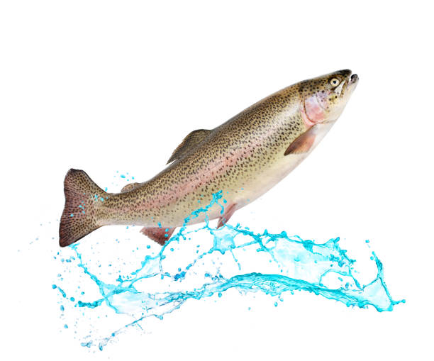 istock Salmon fish jumping out of water 682255068