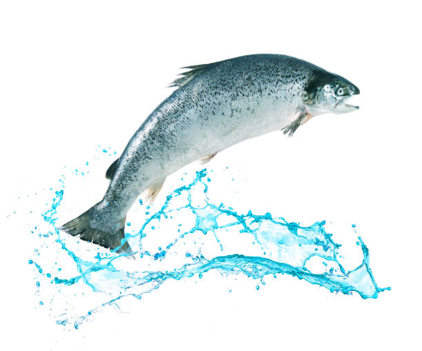 istock Salmon fish jumping out of water 682255070