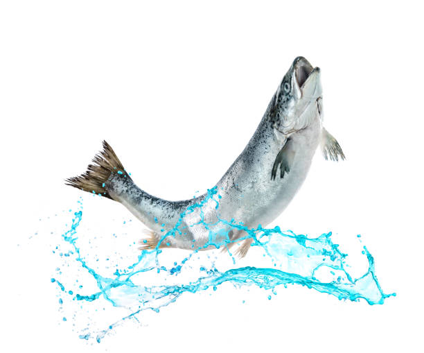 istock Salmon fish jumping out of water 682255072