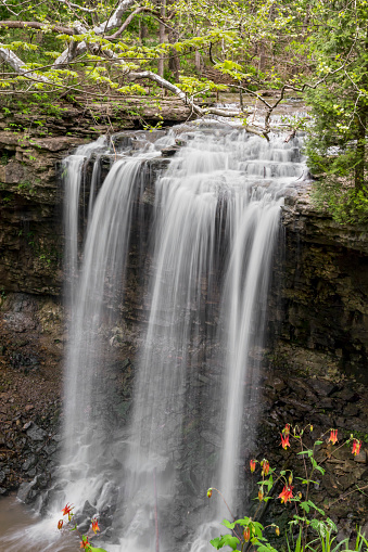 Charleston Falls, a beautiful waterfall in Miami County, Ohio, splashes down after spring rains with columbine flowers blooming in the foreground.