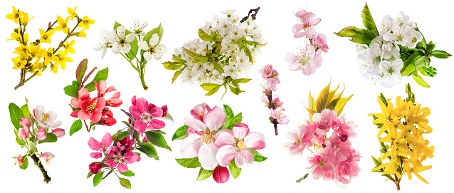 Blossoms of apple tree, cherry twig, pear, almond, forsythia. Set of spring flowers isolated on white background