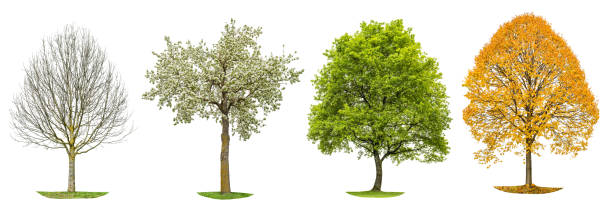 istock Four seasons nature Tree silhouette isolated 682262072