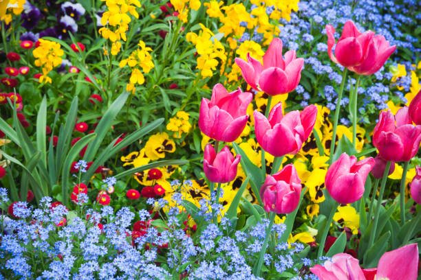 istock Colorful decorative flowers, garden flowerbed 682262184