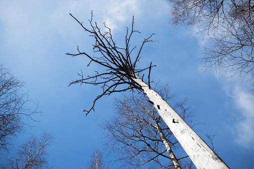 Dead dry tree over blue cloudy sky in European winter forest