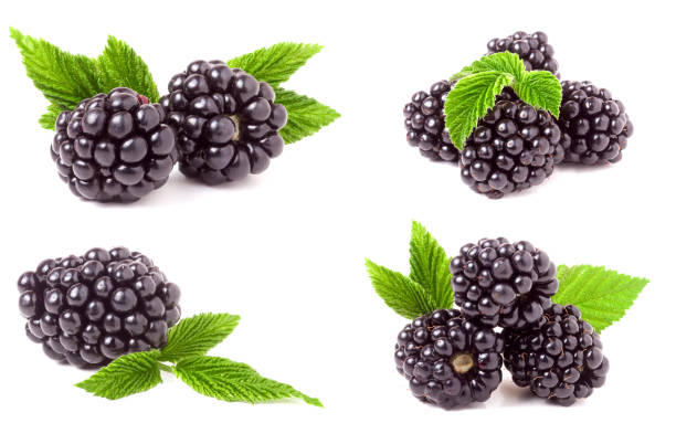 istock blackberry with leaves isolated on white background. Set or collection 682265686