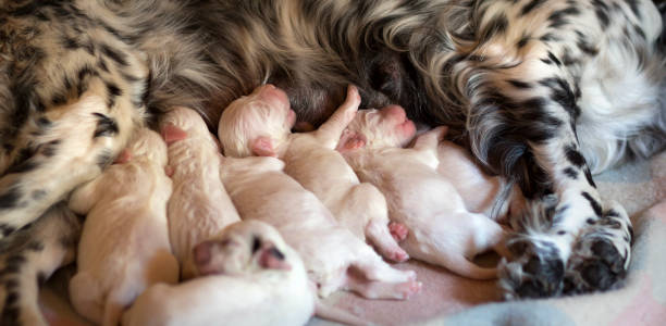 новорожденные английские щенки сеттер едят, италия - newborn animal фотографии стоковые фото и изображения