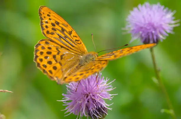 brown butterfly on purple flower, closeup shot