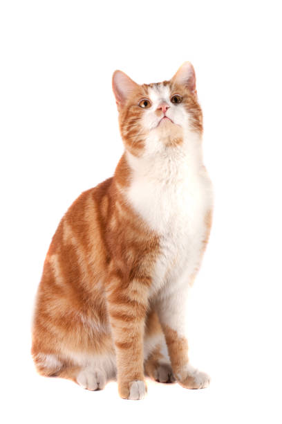 istock red cat sitting and looking up isolated on white background 682275434