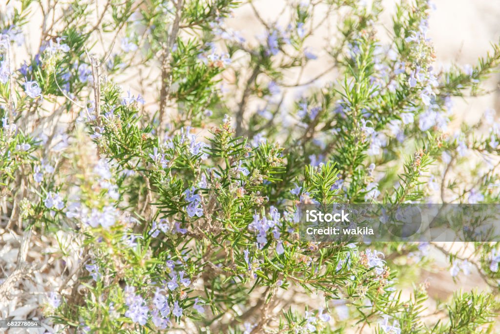 mediterranean bush Backgrounds Stock Photo
