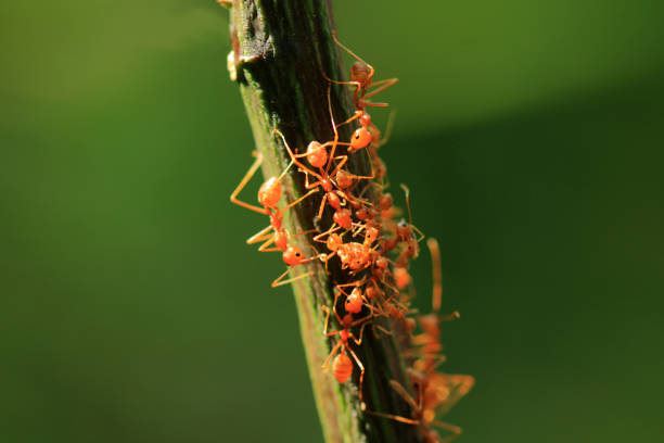 istock Red ants on a plant stem 682278116