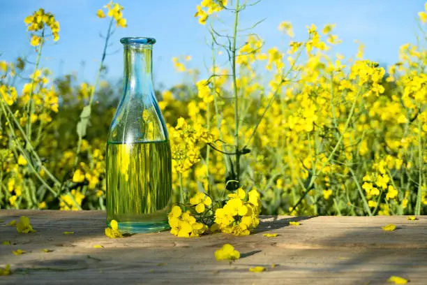 Bottle of oilseed rape on wooden surface with yellow oilseed rape flowers in background