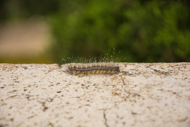 istock Hairy caterpillar on the concrete with blurry tree background: larval stage 682282226