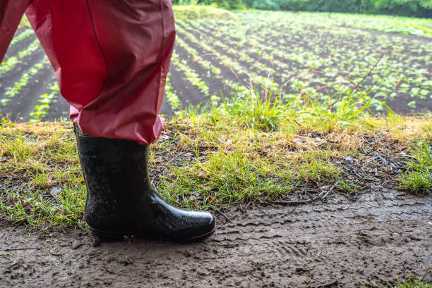 istock Woman walking at the paddy field 682283020