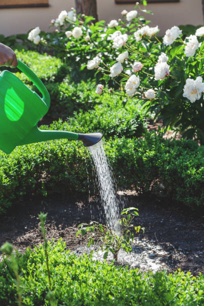 istock Small shrub watered from green watering can 682285962