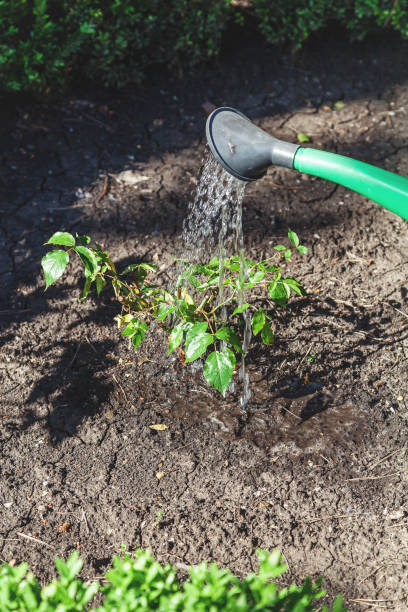 istock Small shrub roses pour from green watering can 682286066