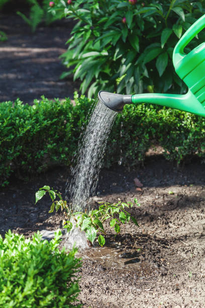 istock Small shrub roses pour from green watering can 682286306