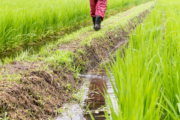 istock Woman walking at the paddy field 682288976