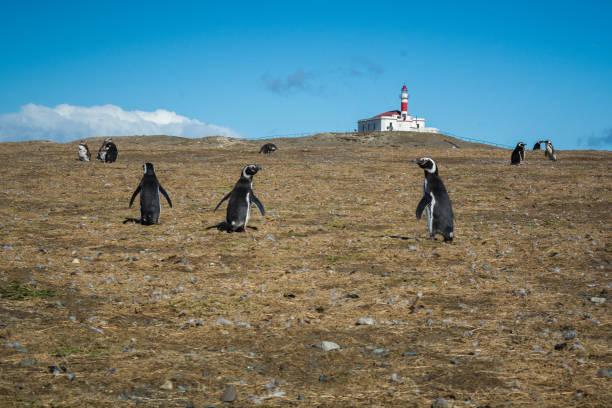 istock Magellanic Penguins in Patagonia 682289594
