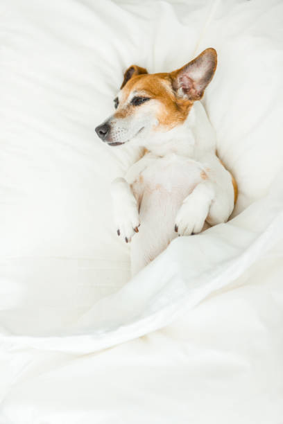 istock Sweet dreams adorable dog lying on white bed sheets. 682292232
