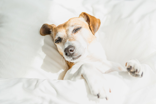 Dog relaxing lying on the white linens. Jack Russell terrier sweet sleeping