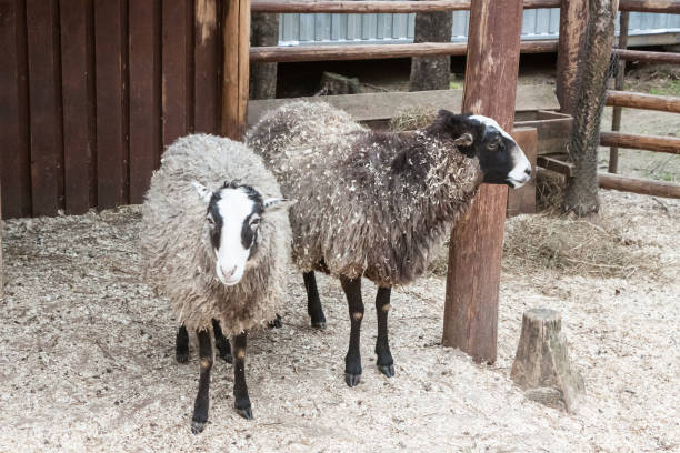 istock Portrait of cute sheep in herd looking at camera 682292634