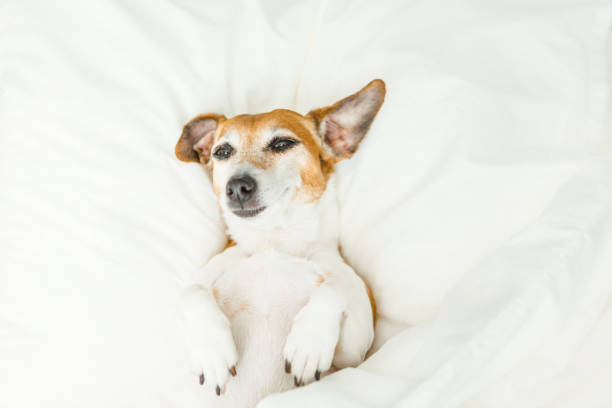 istock Sleepy small dog lying resting on white bed 682292644