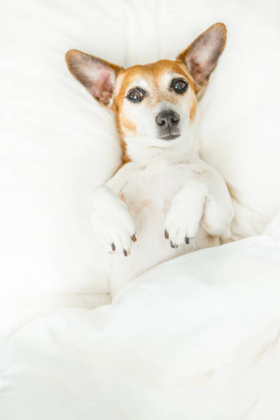 istock Confused sleepy adorable dog lying on the back on white bedding. 682292892