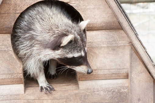 portrait of the beautiful raccoon who is getting out of a wooden lodge in clear day