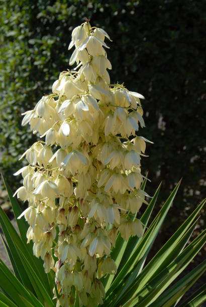 istock Yukka flower in Spain 682293396