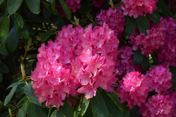 istock Pink flowers, Rhododendron. 682295716