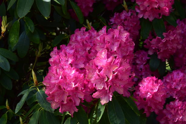 istock Rhododendron flowers, pink 682295856