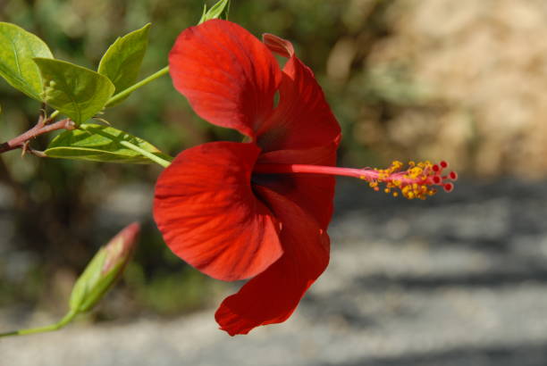 istock Hibiscus/Hibiscus flowering in Spain 682296356