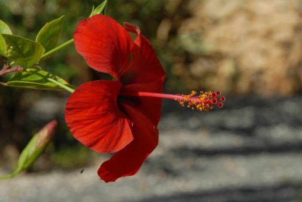 istock Hibiscus/Hibiscus flowering in Spain 682299006
