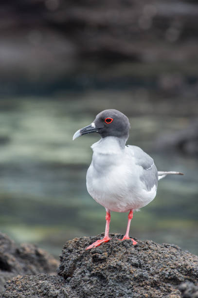 A  swallow tailed gull standing on riverside rocks on Genovesa Island, The Galapagos