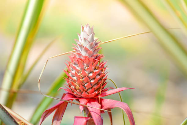 istock Pineapple tropical fruit growing in garden. 682299786