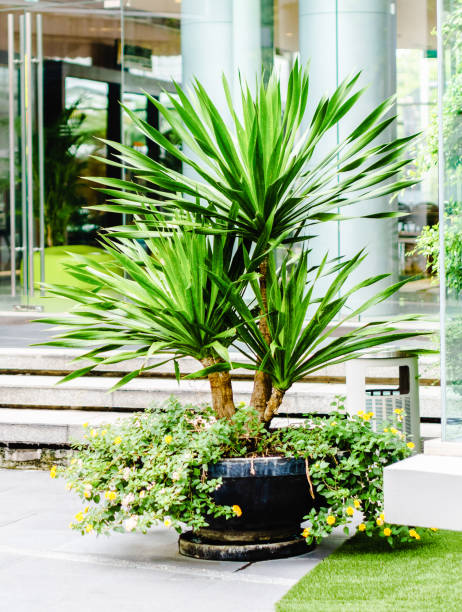 istock Garden Decoration - Dracaena loureiri Gagnep or Jan pha 682304736