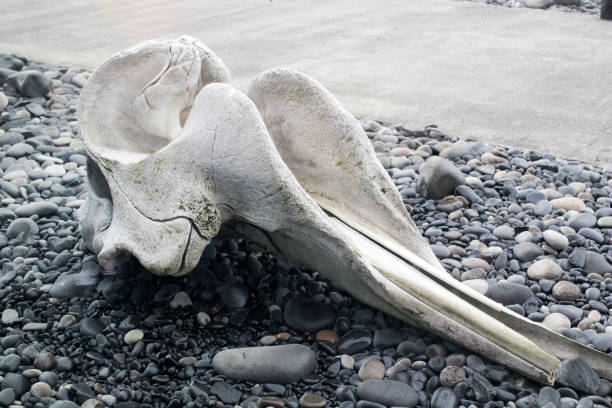 istock Skull of a minke whale on a stone floor 682308318
