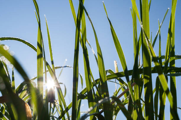 istock Rays of morning sun shine through green grass covered with dew drops. 682308446