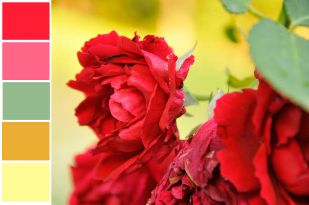 istock Red roses In a colour palette with complimentary colour swatches. 682308598