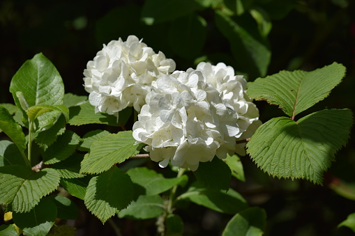 Image of a little cluster of white hyrangea flowers nestled amongst green leaves