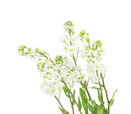 Arabis small soft terry white wildflowers isolated on white backdrop