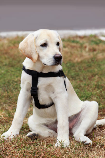 istock The puppy of labrador 682312800