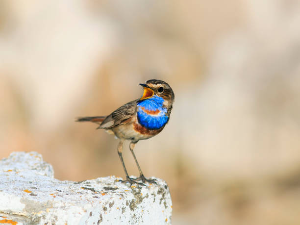istock a beautiful bird with bright blue feathers stands on a stone and sings in the spring 682315650