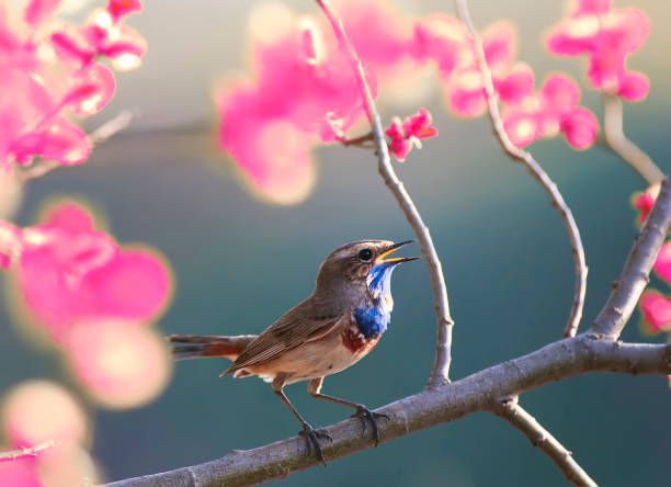 istock blue bird sings in the spring garden blooming pink on a tree branch 682315694