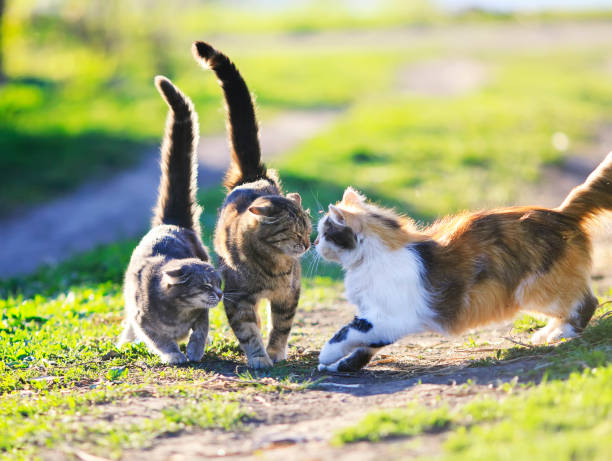 istock funny cute cats playing in the green grass attacking each other 682315806