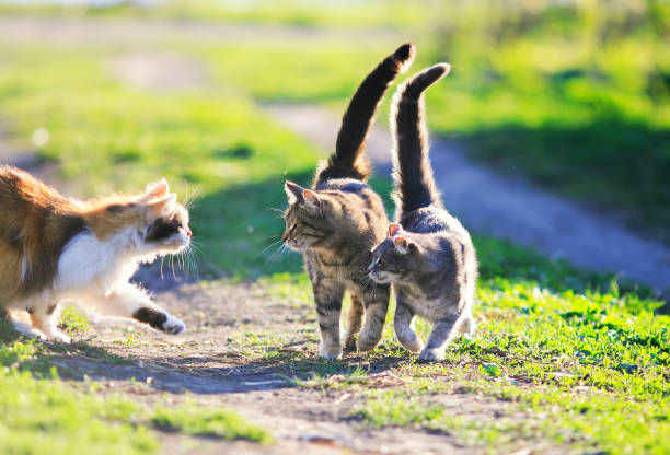 istock funny cute cats playing in the green grass attacking each other 682315808