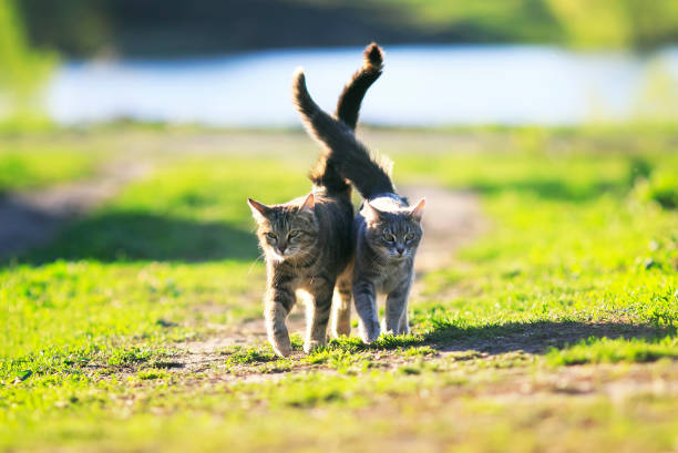 istock two cute striped kitten walking on green grass next to and caress 682315914