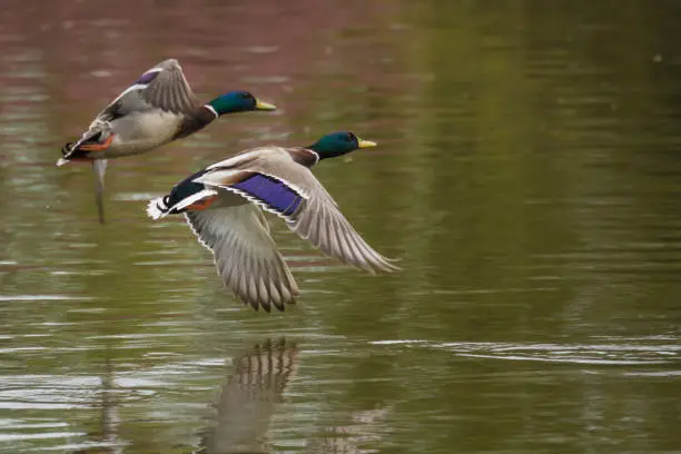 Ducks flying across a lake