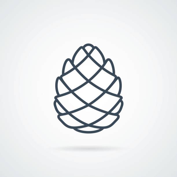 Pinecone Line Icon Vector Pinecone Line Icon Vector illustration. Pine cone botanical logo isolated on background with a shadow. label cone Easy to use template cone shape stock illustrations